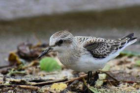 Animal Wild Birds Little Bird The