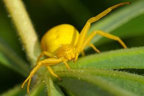 Spider Macro Insect