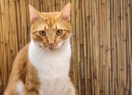 Cat Attention Red