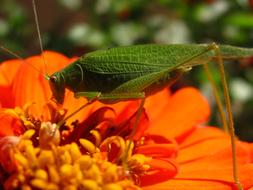 Grasshopper Insects Insect