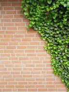 Background Wall Ivy Clinker