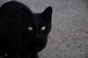 Cat Pictures