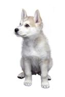 Dog Pet Isolated
