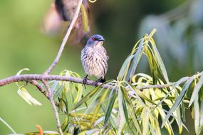 small bird on a tree in the garden