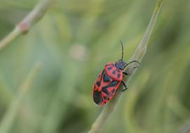 red and black Beetle Bug Insect
