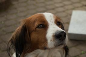 Dog Hybrid Pet