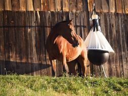 Horse Animal Nature