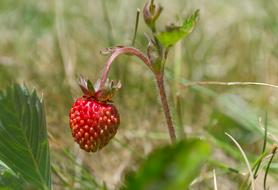 sweet little berry on a branch