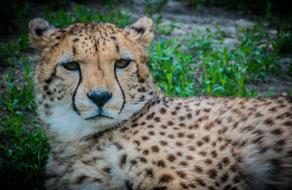 Cheetah Cat Predator