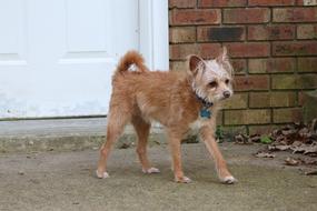 Dog on Sidewalk by Door