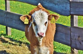 cute cow on the farm