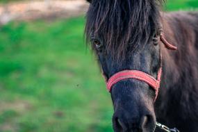 black pony macro blur