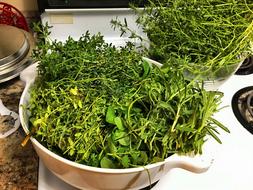 green aromatic herbs in a plate