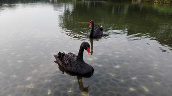 magnificent black swans on the lake
