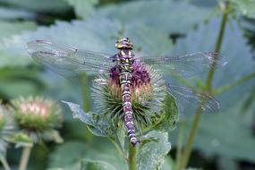 Dragonfly Hawker Insect