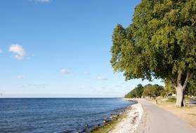 Beach Tree Nature