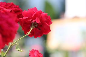Corpus Christi Feast Red Roses