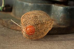 ripe vegetable in a shell