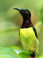 Bird Avian in Nature