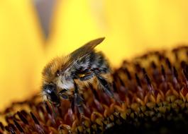 Insect Nature Bee