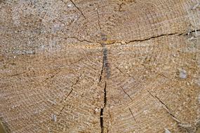 Tree Texture Pine