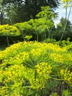 Dill in bloom in the garden