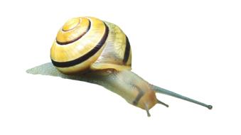 Snail Shell
