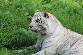 white tiger on the grass