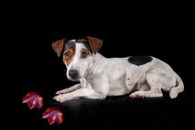 Jack Russell Dog Portrait