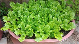 potted vegetable leaves