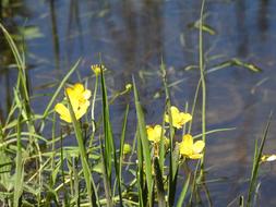 A Yellow Flower Lake Shore