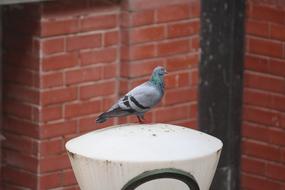 city Pigeon Columba Aves