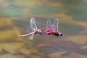 Dragonfly Insects Flight