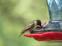 Bird Hummingbird Colorful