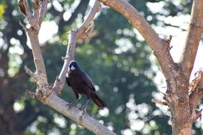 raven Bird perched tree branch