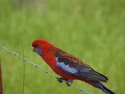 Bird Australia Crimson Rosella