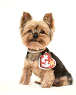 Yorkshire Terrier Yorkie Beanie