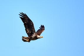 Bald Eagle Juvenile Soaring