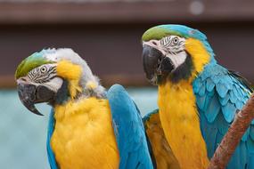 Parrots Aras Bird