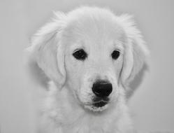 Dog Golden Retriever Black white