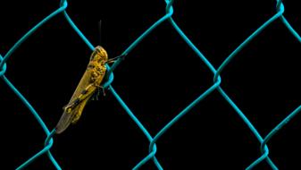 Grasshopper Animals Insect