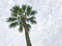 Palm Sky Clouds