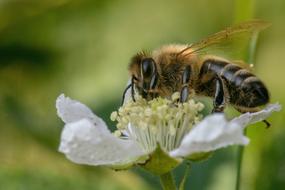 Bee Insect Close Up