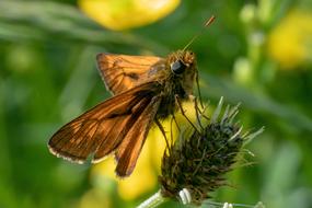 Skipper Insect Butterfly