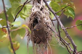 Nest Bird Wild