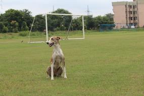 female Dog sits on sportsground at summer