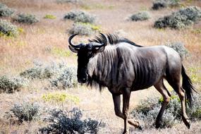 Wildebeest Animal Etosha