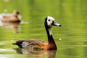 Bird Landscape Spring