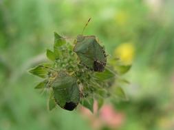green Insect Shield Bugs