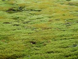 Moss Carpet Green